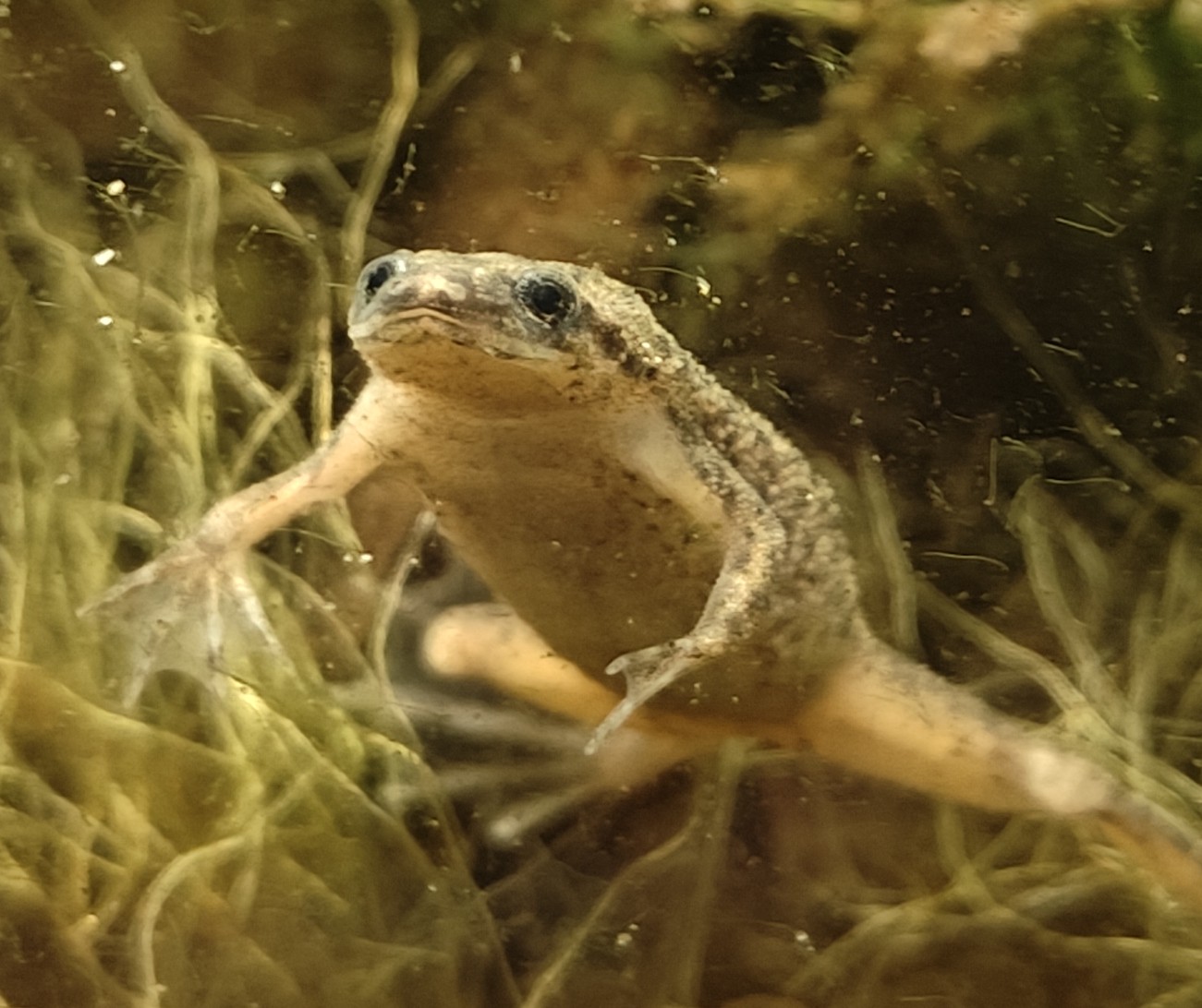 Frog 1