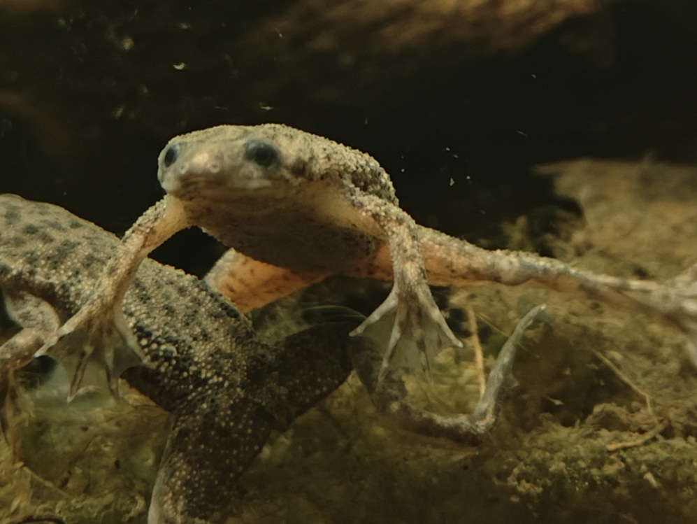 Frog 3