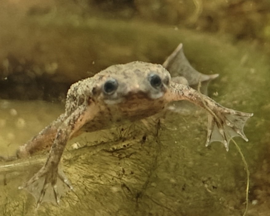 Frog 4