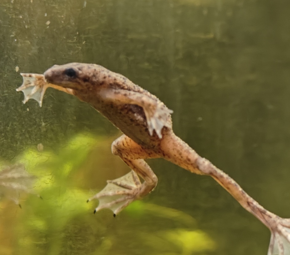 Frog 5