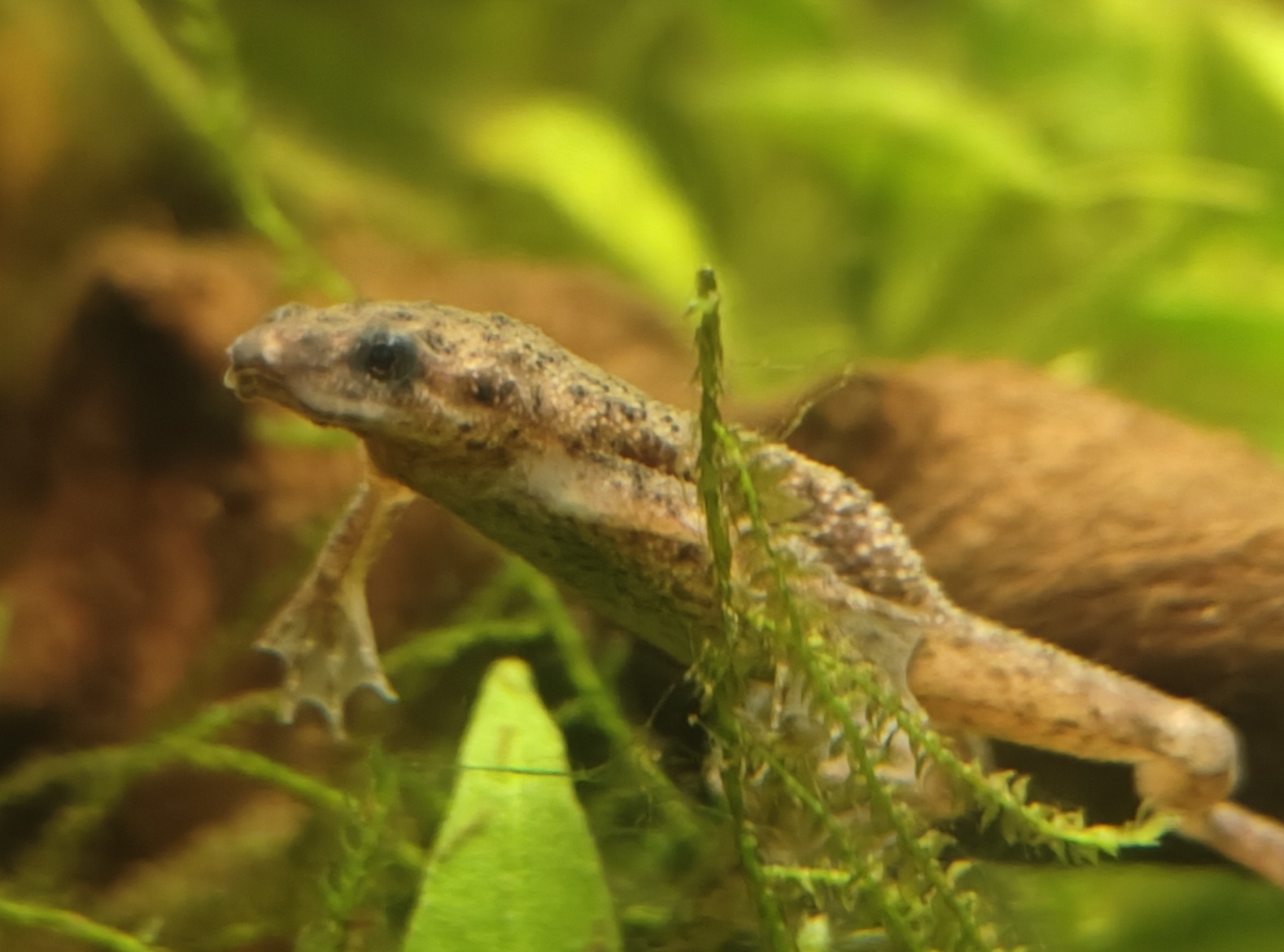 Frog 6